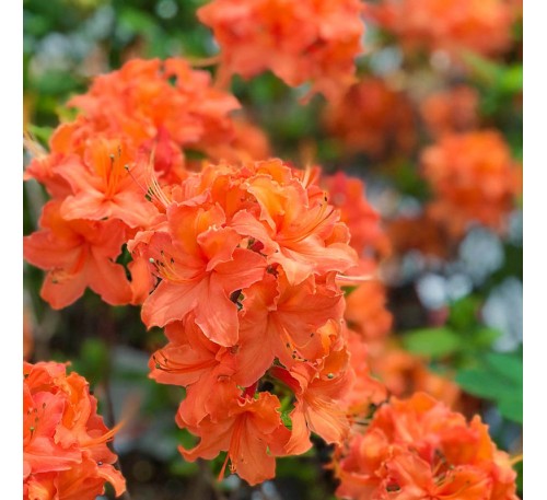 Азалия крупноцветковая Мандарин Лайтс (Mandarin Lights) С5, 50 см